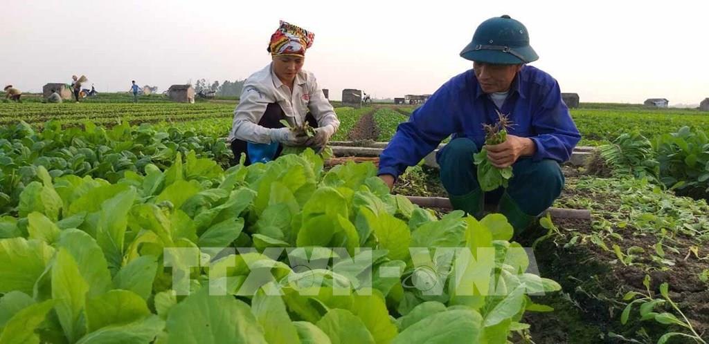 Các hợp tác xã nông nghiệp đã có những đóng góp rất quan trọng, không chỉ tiêu thụ sản phẩm cho bà con nông dânmà còn góp phần phát triển kinh tế, nâng cao thu nhập cho người nông dân và tạo động lực cho quá trình xây dựng nông thôn mới gắn với tái cơ cấu ngành nông nghiệp. Ảnh: Nguyễn Thảo - TTXVN